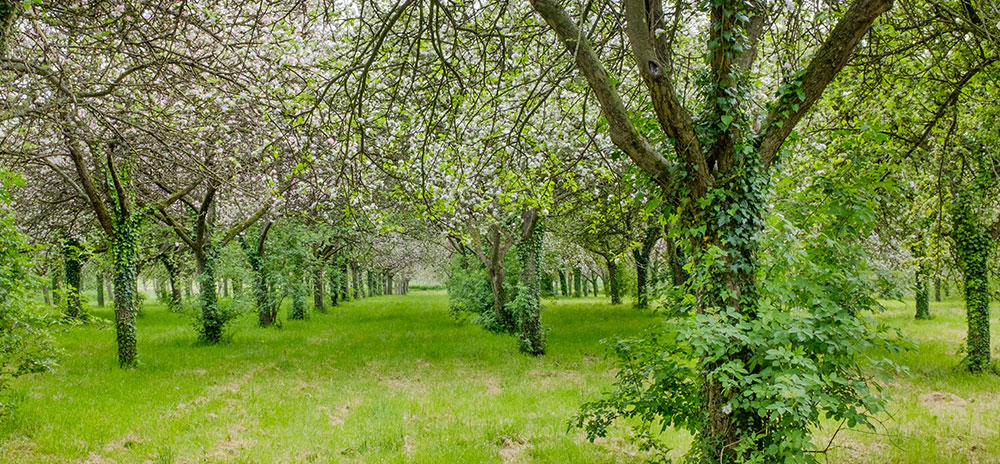 Ancient Cider Orchards