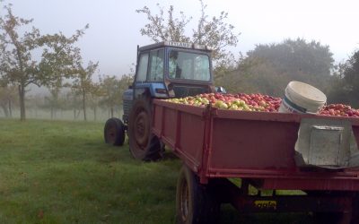 Apple Harvest Photo Competition Results