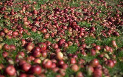 Cider industry welcomes Budget duty freeze and asks for new band details