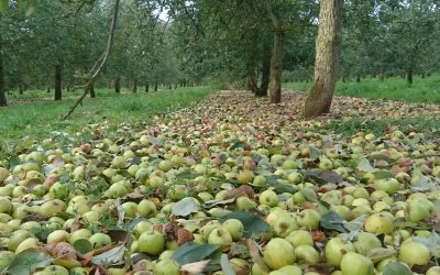 RECORD HARVEST IS JUST THE START