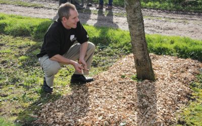 Willow woodchip for top fruit scab control