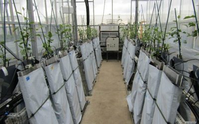 Research Update – apple growing