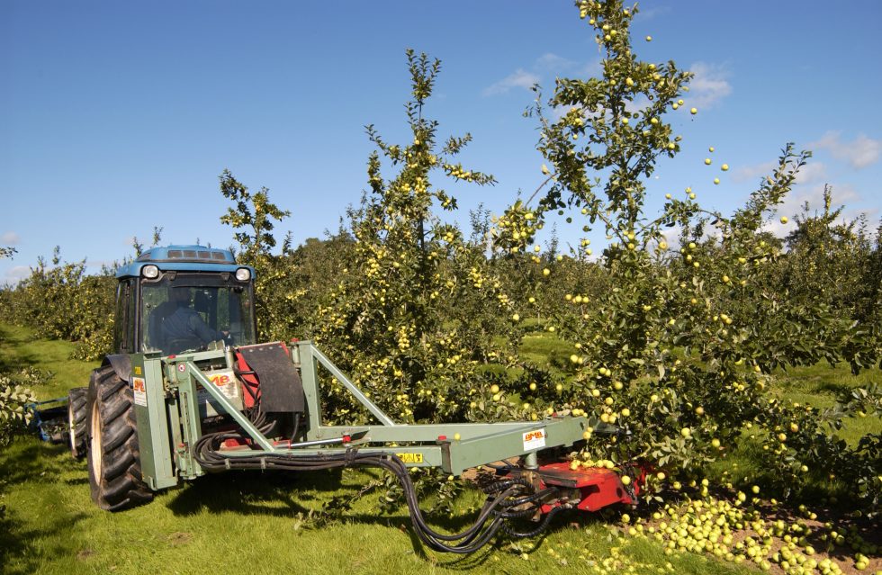 Britain’s Cider Makers Celebrate Apple Day 2022 The National