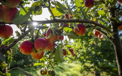 BRITISH CIDER MAKERS CELEBRATE APPLE DAY 2023