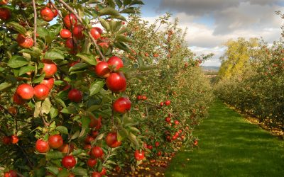 Cider Harvest 2025 Begins: Time to Celebrate British Apples, Great Cider and Strong Partnerships