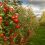 Cider Harvest 2025 Begins: Time to Celebrate British Apples, Great Cider and Strong Partnerships