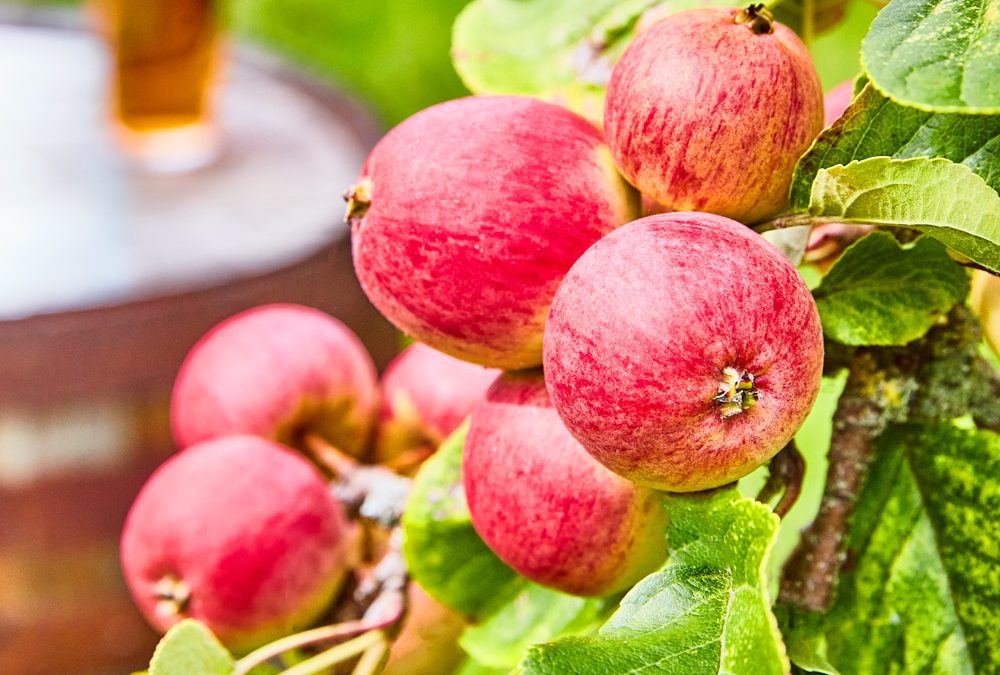 Cider Apples NACM