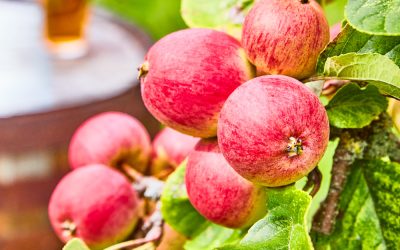 British cider makers launch Find Your Cider campaign for harvest 2026