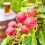 British cider makers launch Find Your Cider campaign for harvest 2026