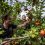 THATCHERS BEGINS EARLIEST APPLE HARVEST IN 122-YEAR HISTORY